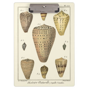 Pranchetas Conchas Vintage Cone