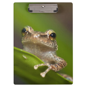Pranchetas Coqui-comum, Eleutherodactylus coqui