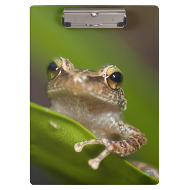 Pranchetas Coqui comum, Eleutherodactylus coqui (Frente)