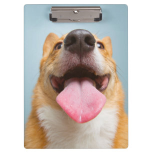 Pranchetas Corgi muito feliz das imagens de Getty