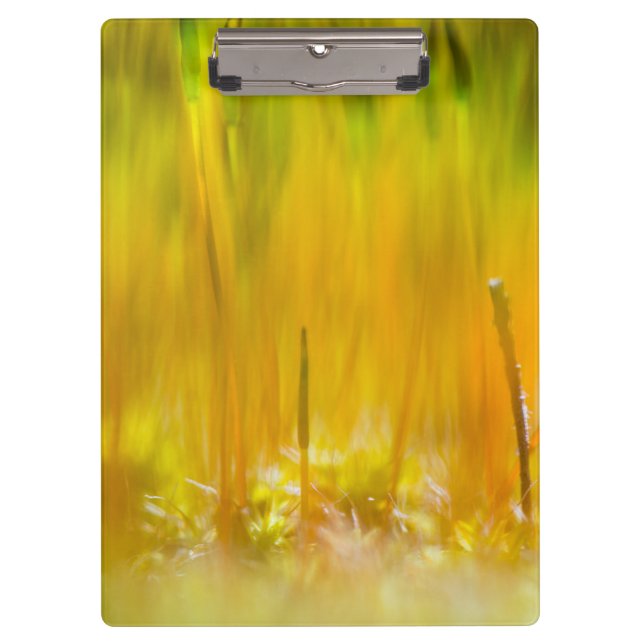 Pranchetas Couve colorida (Frente)