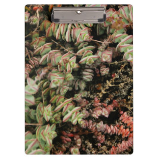 Pranchetas Crassula perforata