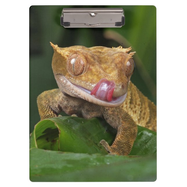 Pranchetas Crested Gecko Lizard (Frente)