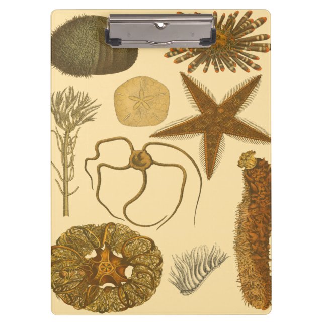 Pranchetas Criaturas do Mar Subaquático (Frente)