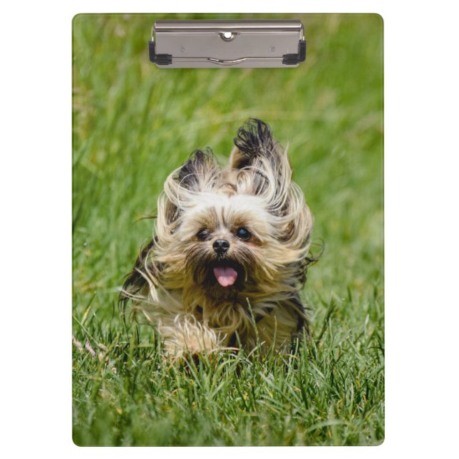 Pranchetas Cute Yorkshire Terrier passando por Grass (Frente)