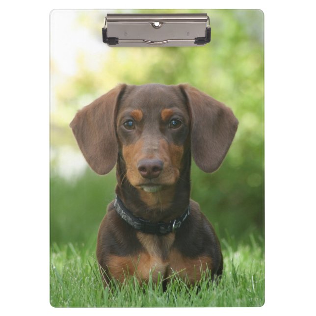 Pranchetas Dachshund (Frente)