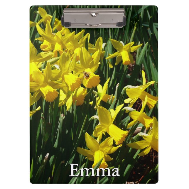 Pranchetas Daffodils Amarelos I Flores De Mola Cheery (Frente)