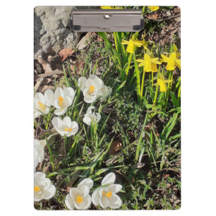 Pranchetas Daffodils & Crocus