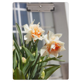 Pranchetas Daffodils fodils fodils primavera