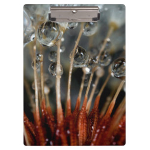 Pranchetas Dente-de-leão e gotas de água, CA