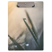 Dew Droplet on Grass Floral Nature Photo