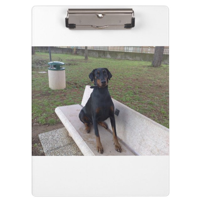 Pranchetas doberman pincher sentado (Frente)
