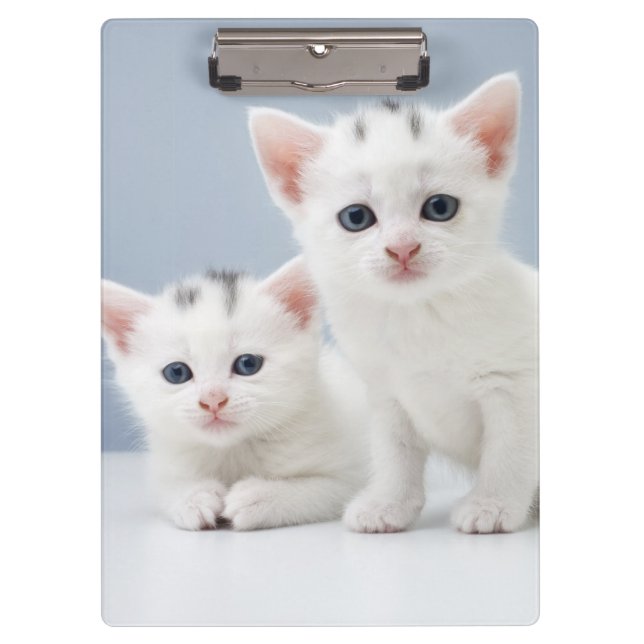 Pranchetas Dois gatinhos brancos muito novos olham fixamente (Frente)