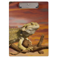 Dragão farpado (Pogona Vitticeps) no ramo,
