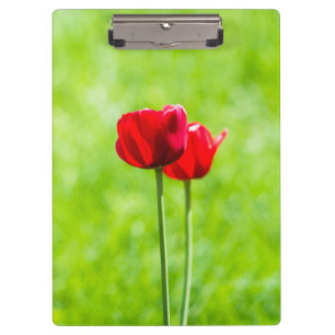 Pranchetas Duas flores de tulipa vermelha