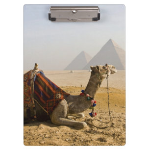 Pranchetas Egito, Cairo. Um camelo solitário