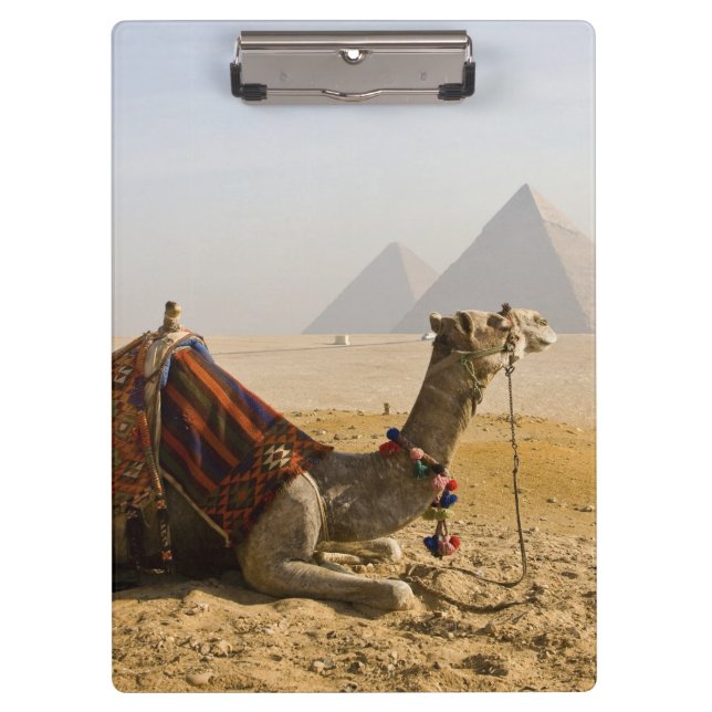 Pranchetas Egito, Cairo. Um camelo solitário (Frente)