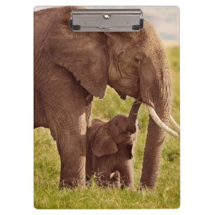 Pranchetas Elefante & bebê das imagens de Getty