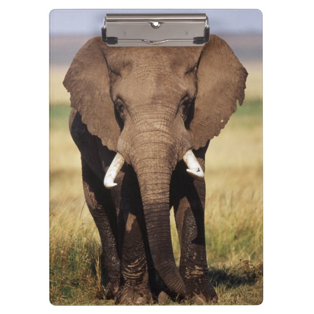 Pranchetas Elefante-da-savana-africano (Frente)