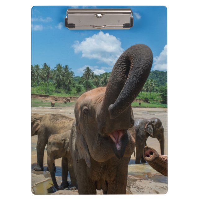 Pranchetas Elefante Sri Lanka (Frente)