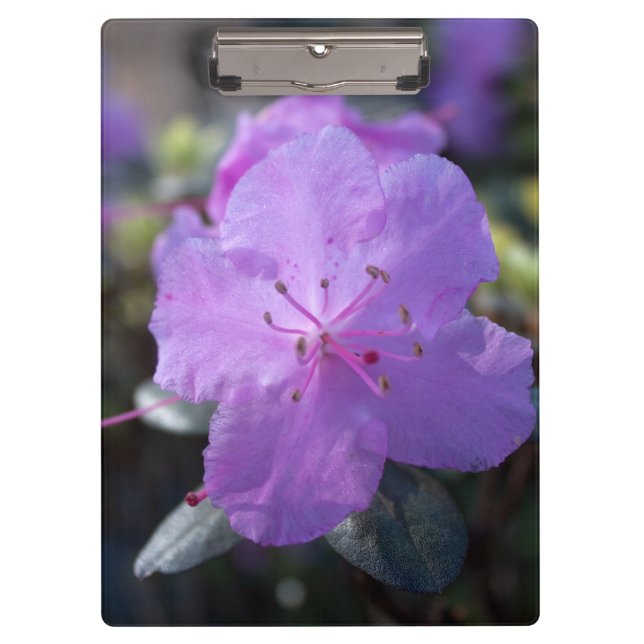 Pranchetas elegantes, bonito flores de azálea primavera púrpu (Frente)