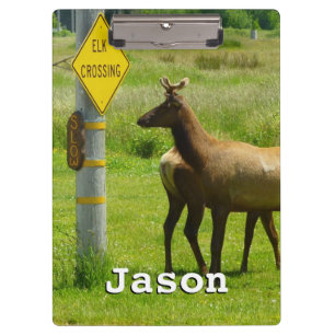 Pranchetas Elk Crossing California Wildlife