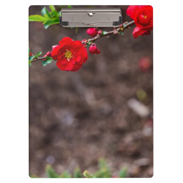 Pranchetas Escarlet Superior (Frente)