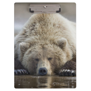 Pranchetas EUA, Alasca, Parque Nacional Katmai, Urso Pardo
