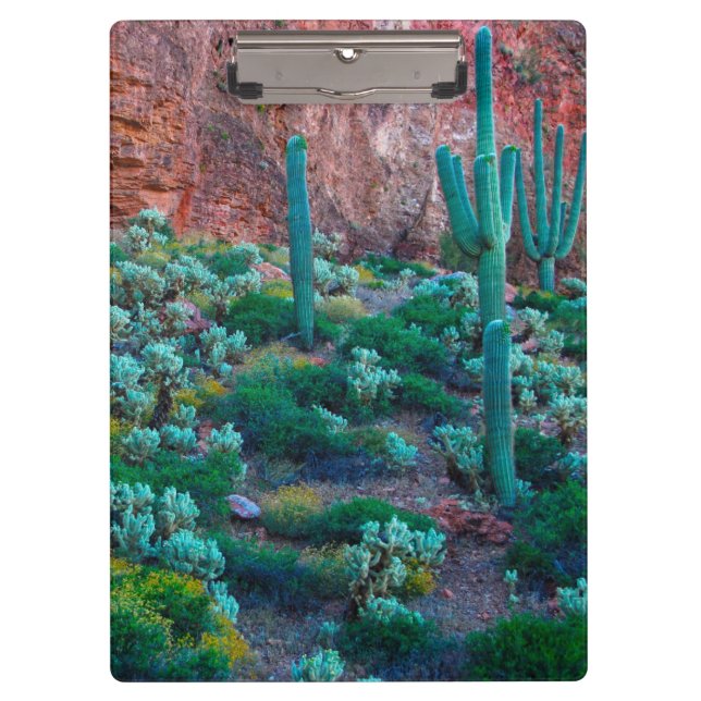 Pranchetas EUA, Arizona. Flora do Deserto (Frente)