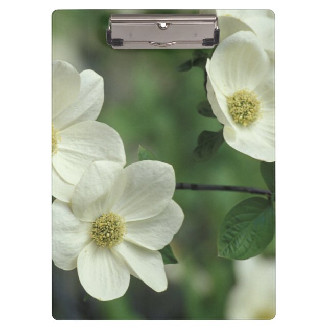 Pranchetas EUA, Califórnia, Yosemite NP, junto com Merced (Frente)