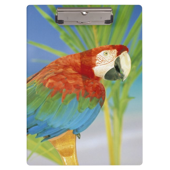 Pranchetas EUA, Havaí. Papagaio (Frente)