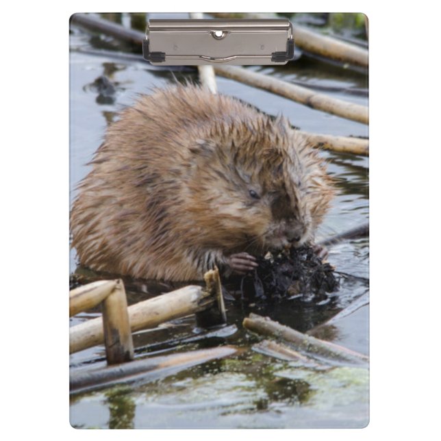 Pranchetas EUA, Nebraska. Castor (Frente)