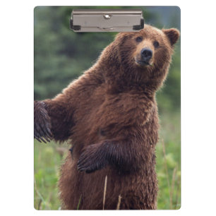 Pranchetas EUA, sudeste do Alasca, Urso Pardo e filhote