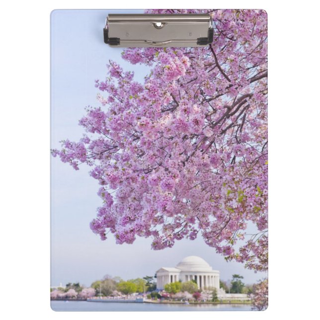 Pranchetas EUA, Washington DC, árvore de cereja na flor (Frente)
