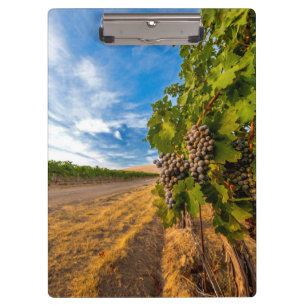 Pranchetas EUA, Washington, Vale de Yakima. Uvas Merlot
