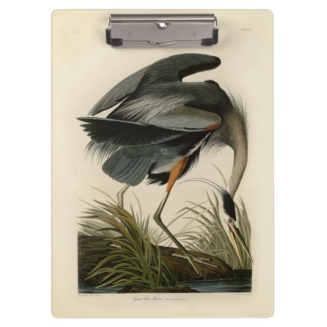 Pranchetas Excelente Azul Heron Marsh Bird (Frente)
