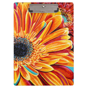 Pranchetas Explosões de cor II