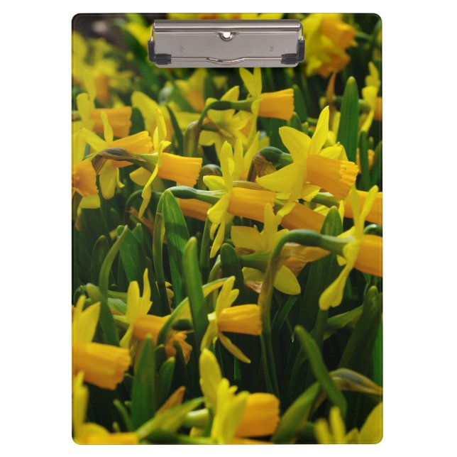 Pranchetas Família Daffodil (Frente)