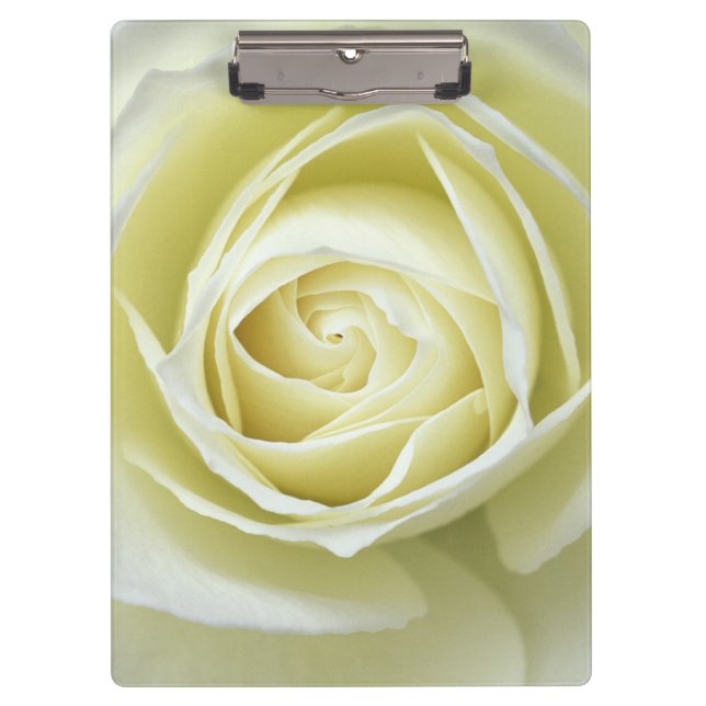 Pranchetas Feche os detalhes da rosa branca (Frente)