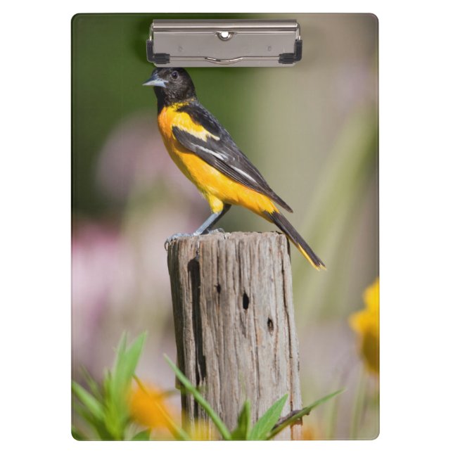 Pranchetas Fêmea de Baltimore Oriole em jardim de flores (Frente)