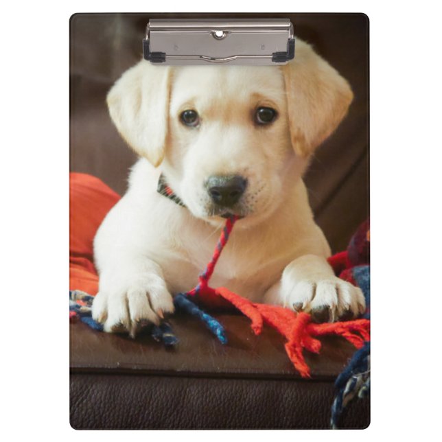 Pranchetas Filhote de cachorro das imagens | de Getty em um (Frente)