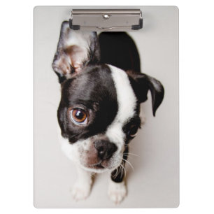 Pranchetas Filhote de cachorro de Edison Boston Terrier