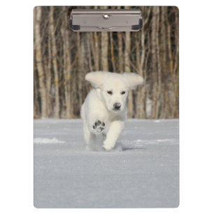 Pranchetas Filhote de Retriever Dourado Branco na Neve