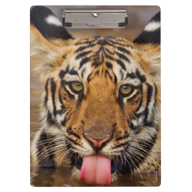 Pranchetas Filhote de tigre real de Bengal, água potável (Frente)