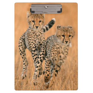 Pranchetas Filhotes de Guepardos (Acinonyx Jubatus) Correndo