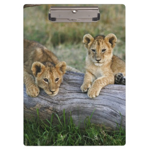 Pranchetas Filhotes de leão no registro, Panthera leo, Masai