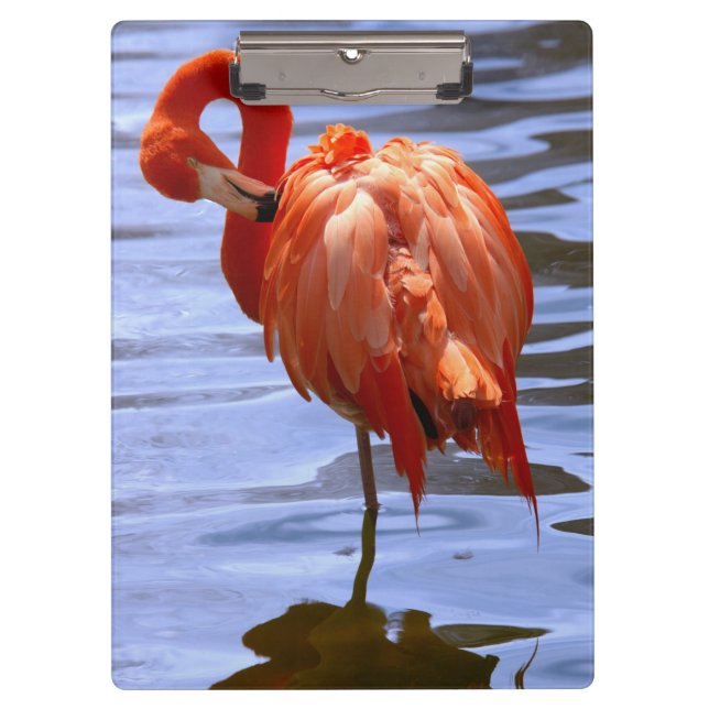 Pranchetas Flamingo em uma perna na água (Frente)