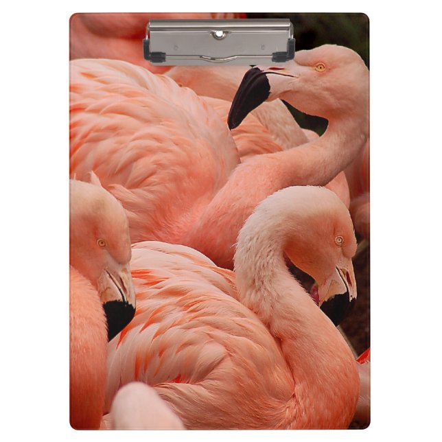 Pranchetas flamingos cor-de-rosa (Frente)