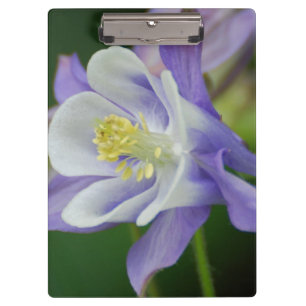 Pranchetas Flor aquilégia bonito