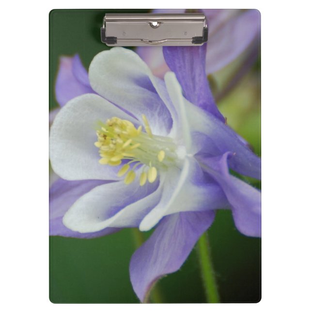 Pranchetas Flor aquilégia bonito (Frente)